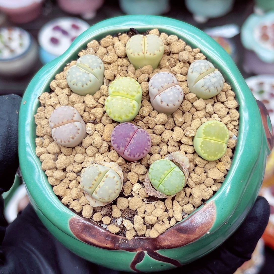 郎哥18包邮0525-299