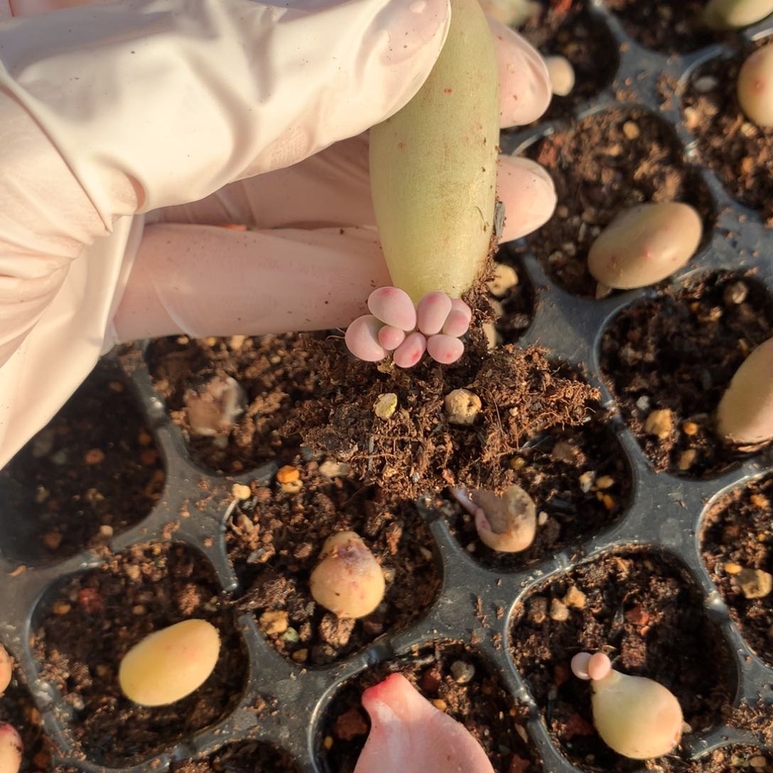 米可奶酪的多肉米可奶