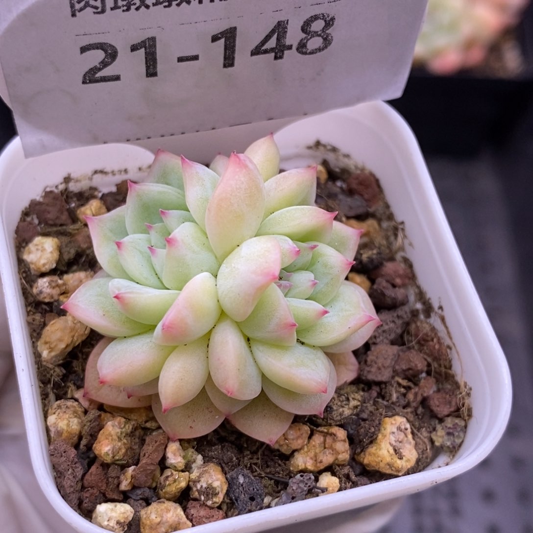 【闪购商品】21-148寒绯