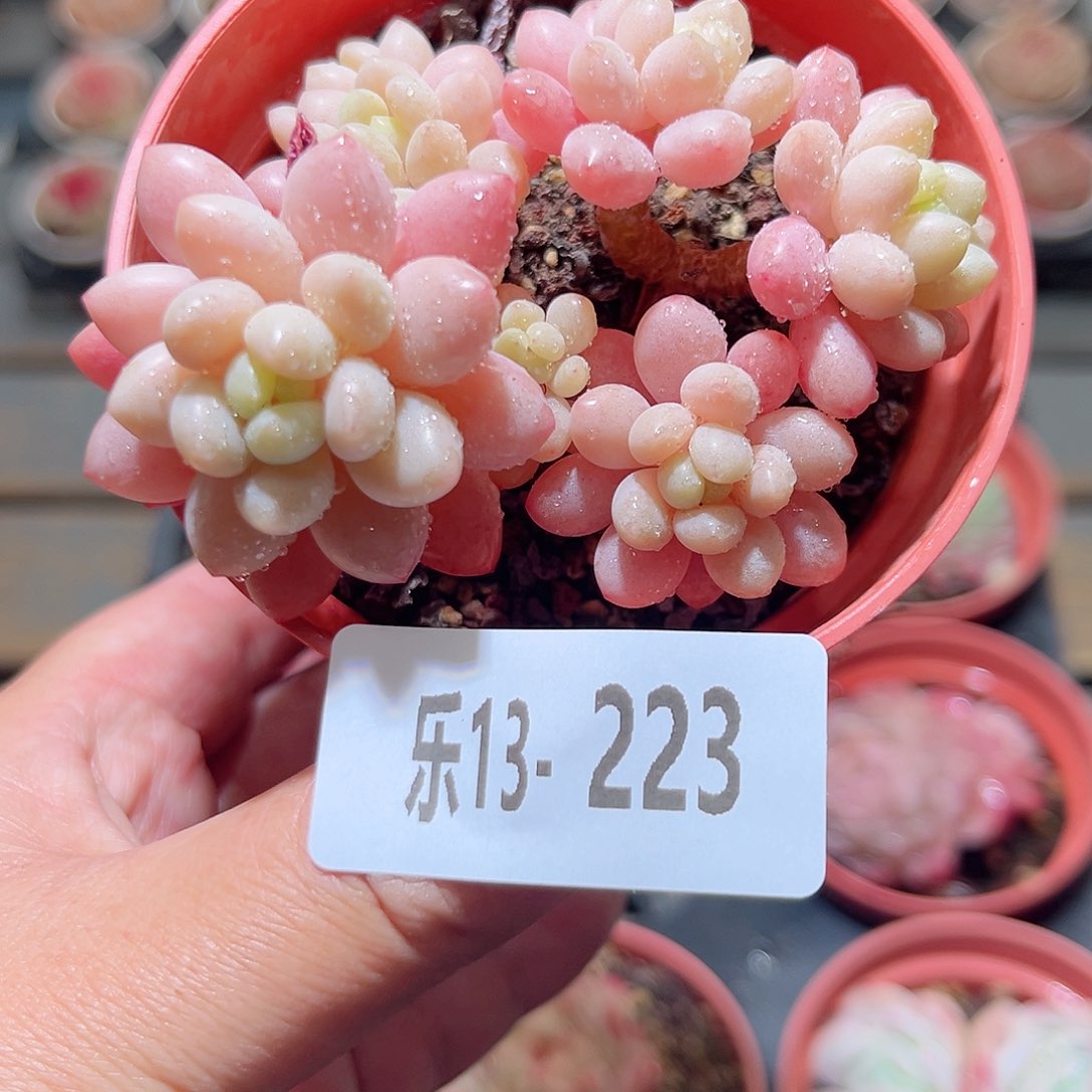 乐13-223 洛可可群 
