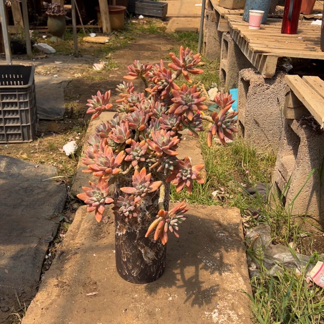 精品秋丽妖桩加盆 运费自付