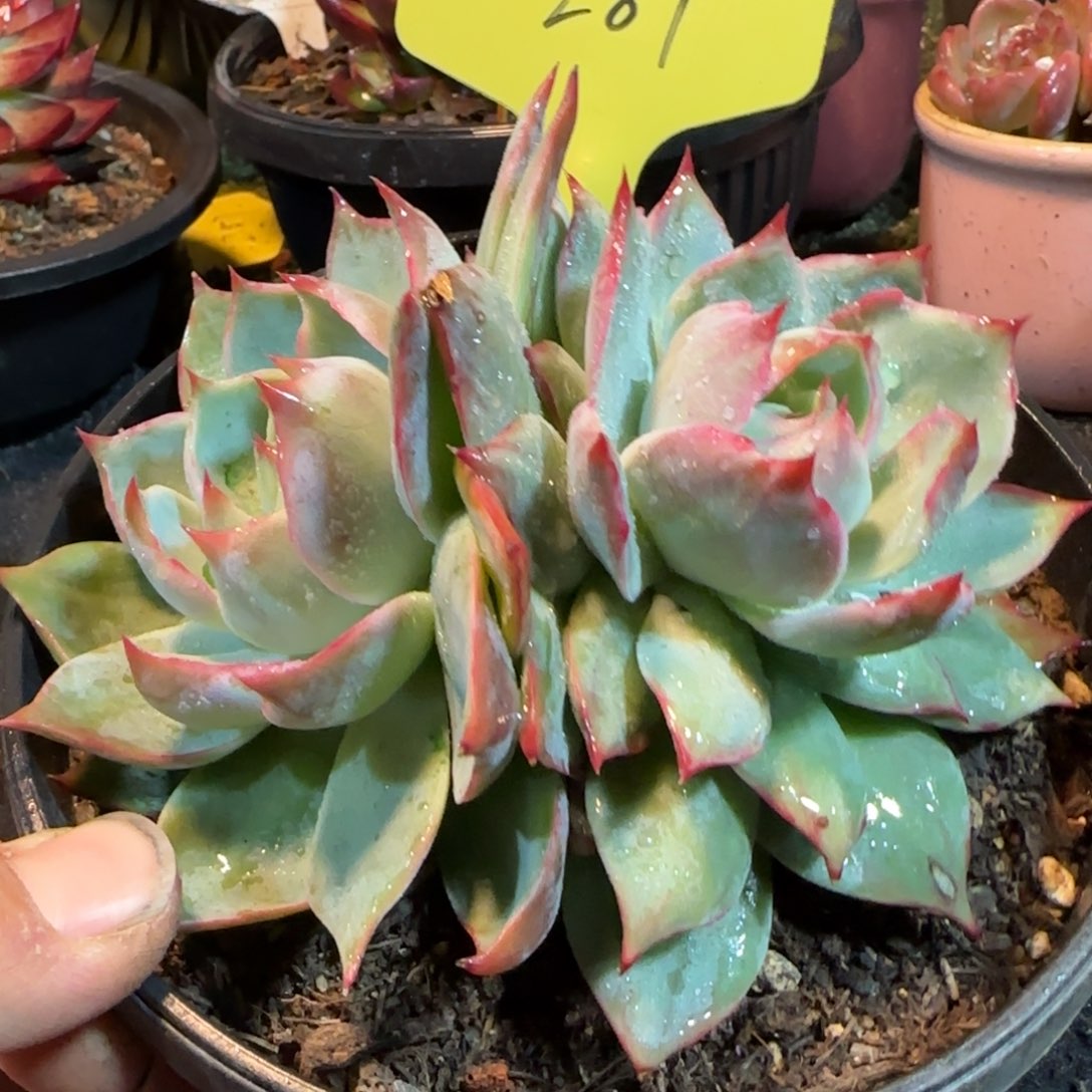 惊鸿一物一拍包装收缩花旱281