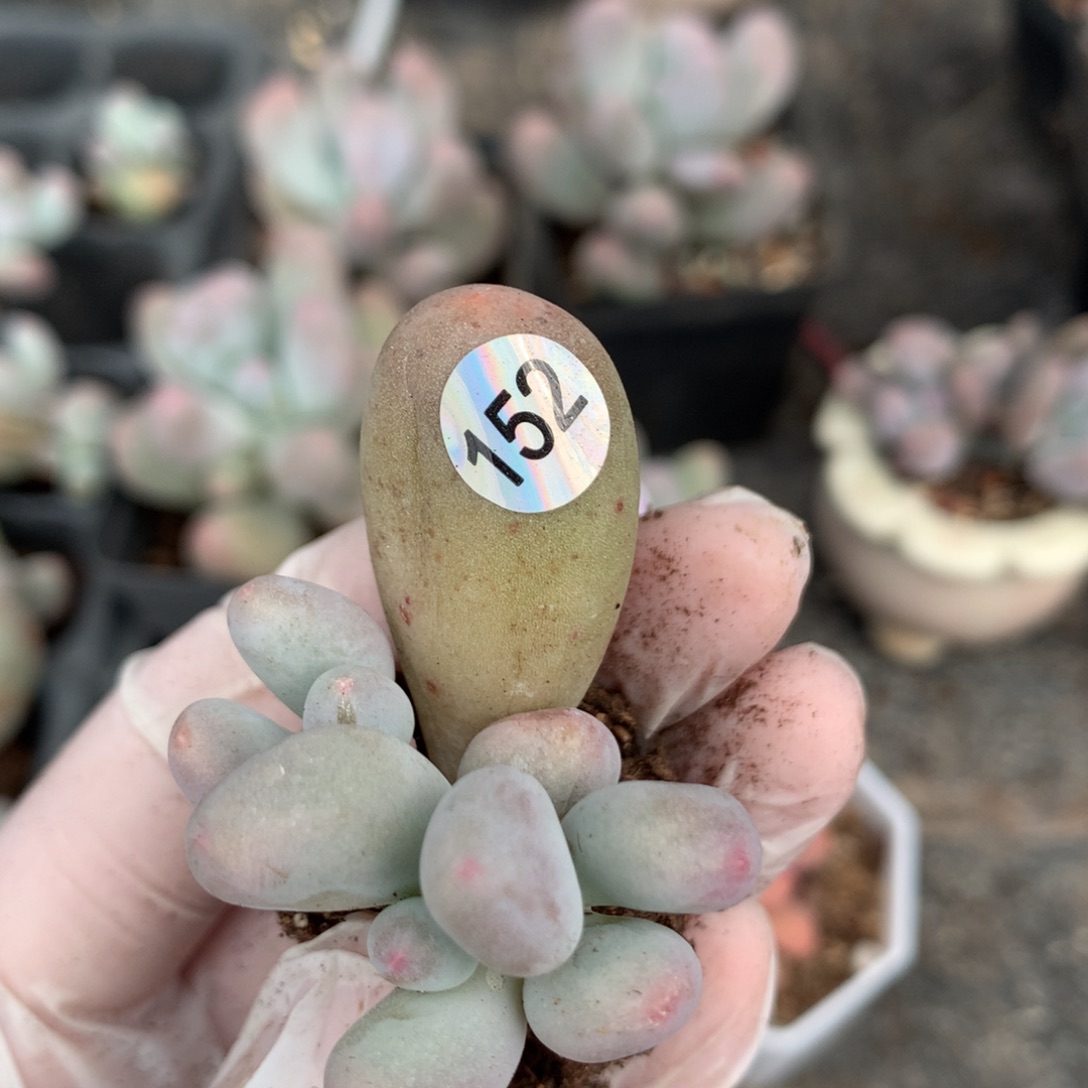 米可叶插152哈哈