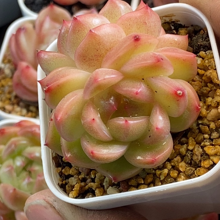 天官赐福百无禁忌