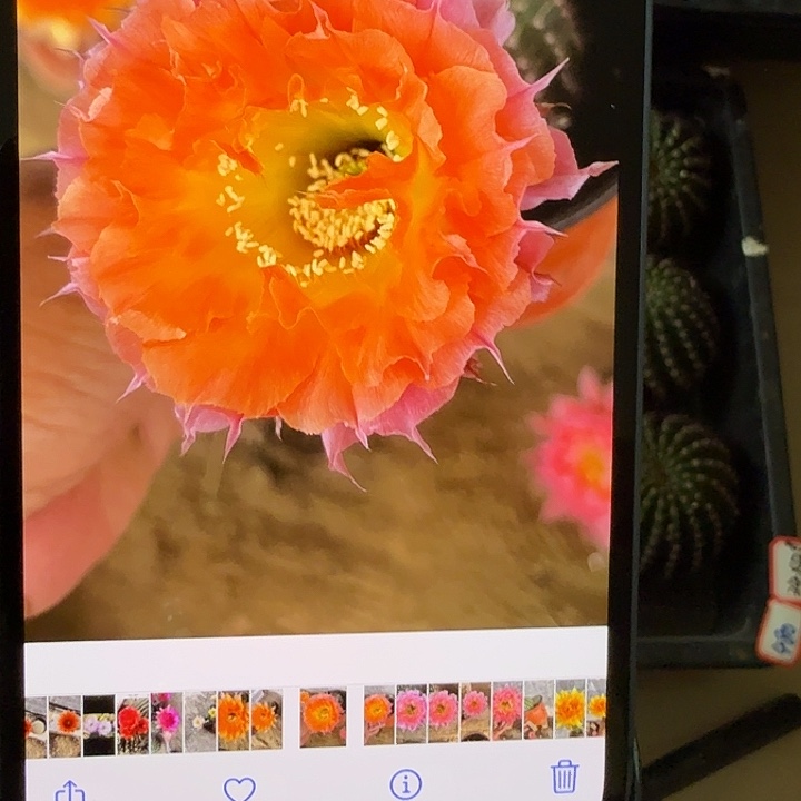 仙人球彩草侧芽歪g480