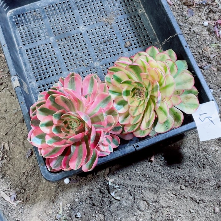 编号015一筐2颗脱土发货
