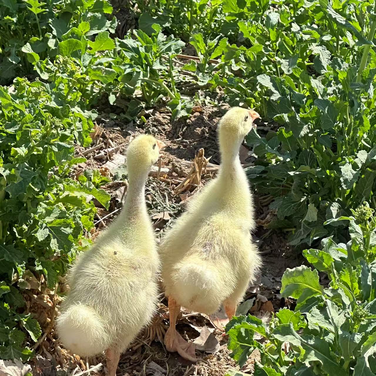 【四季鹅大白鹅】四季鹅/五龙鹅/宠物/发货1.5斤/顺丰快递/售后三天