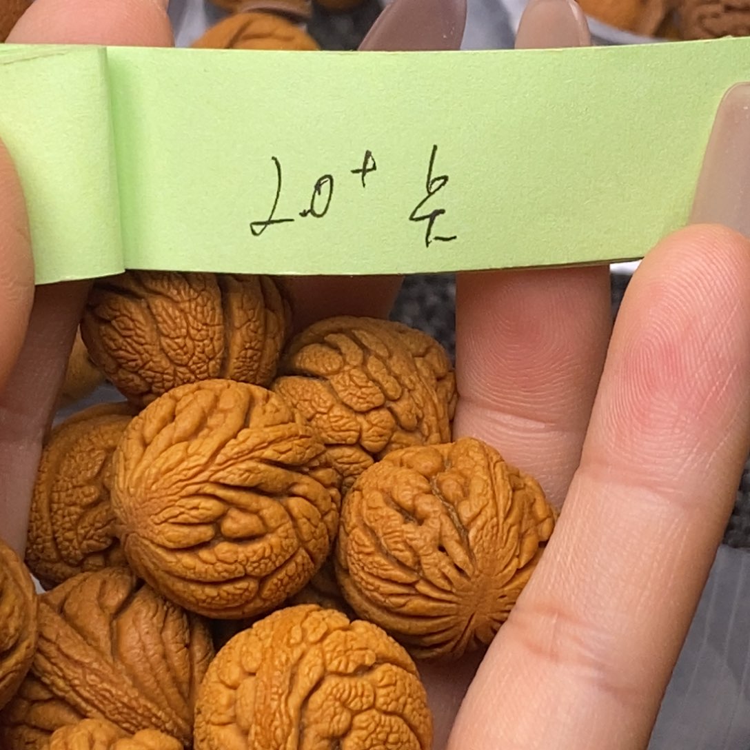 秦岭山脉龙纹桃核 13