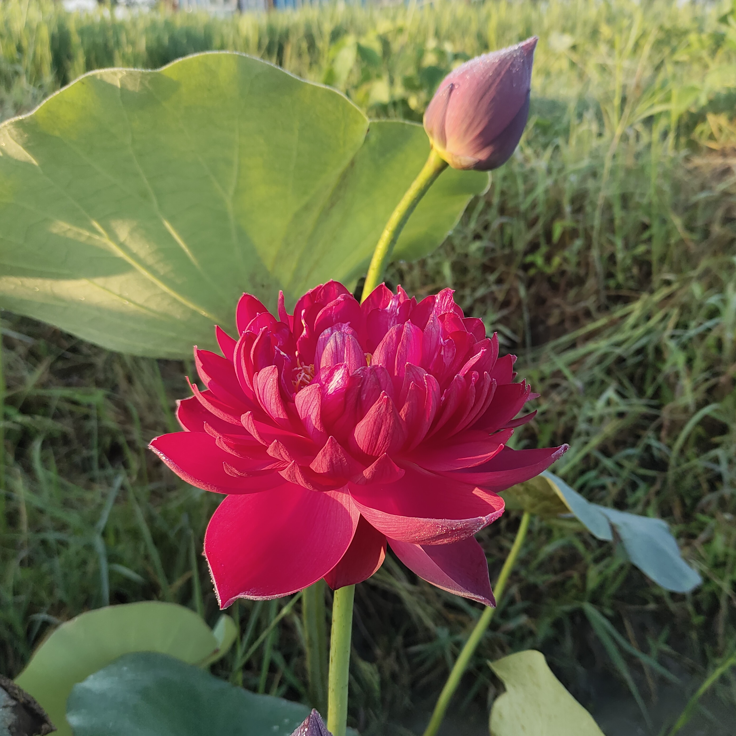 天中红霞 中大型观赏荷花