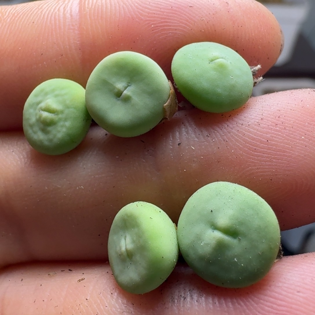 910五颗嘴开播福利58