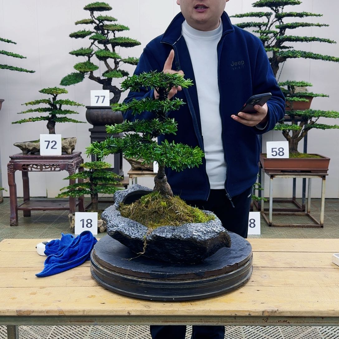 盆景米叶罗汉松盆景