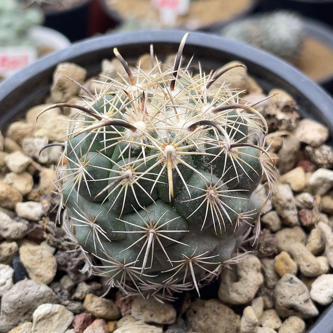 无花朵实生孤刺凤舞仙人球