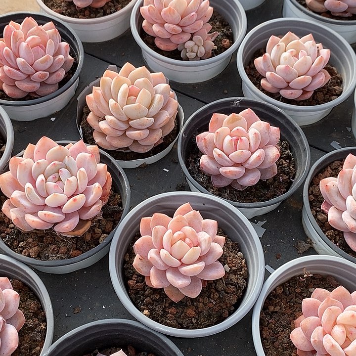 83雪天使单头 福利多多