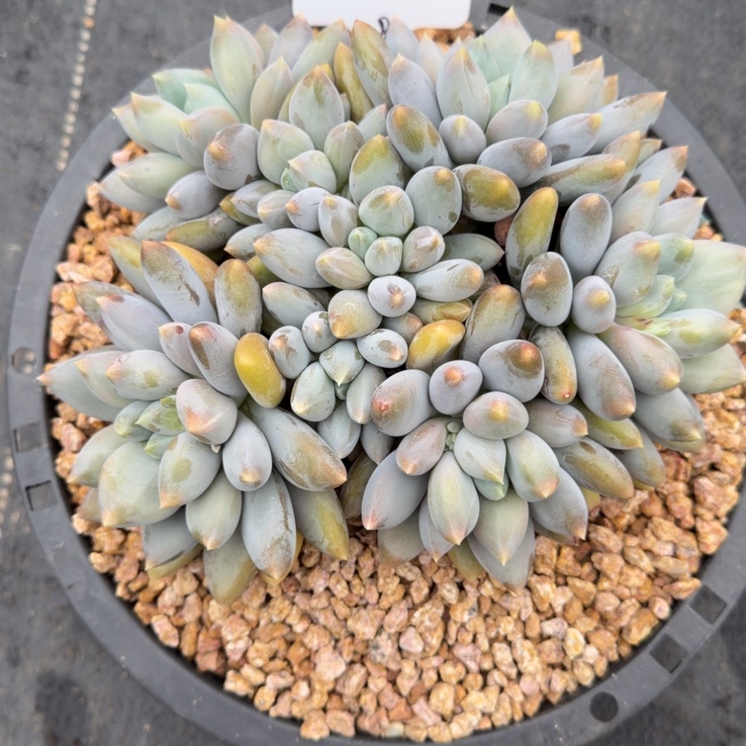 天花板多头平头黄胖体哥特80