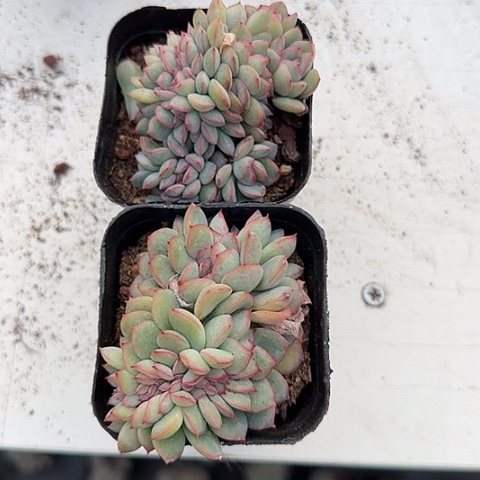 我的心好累好111