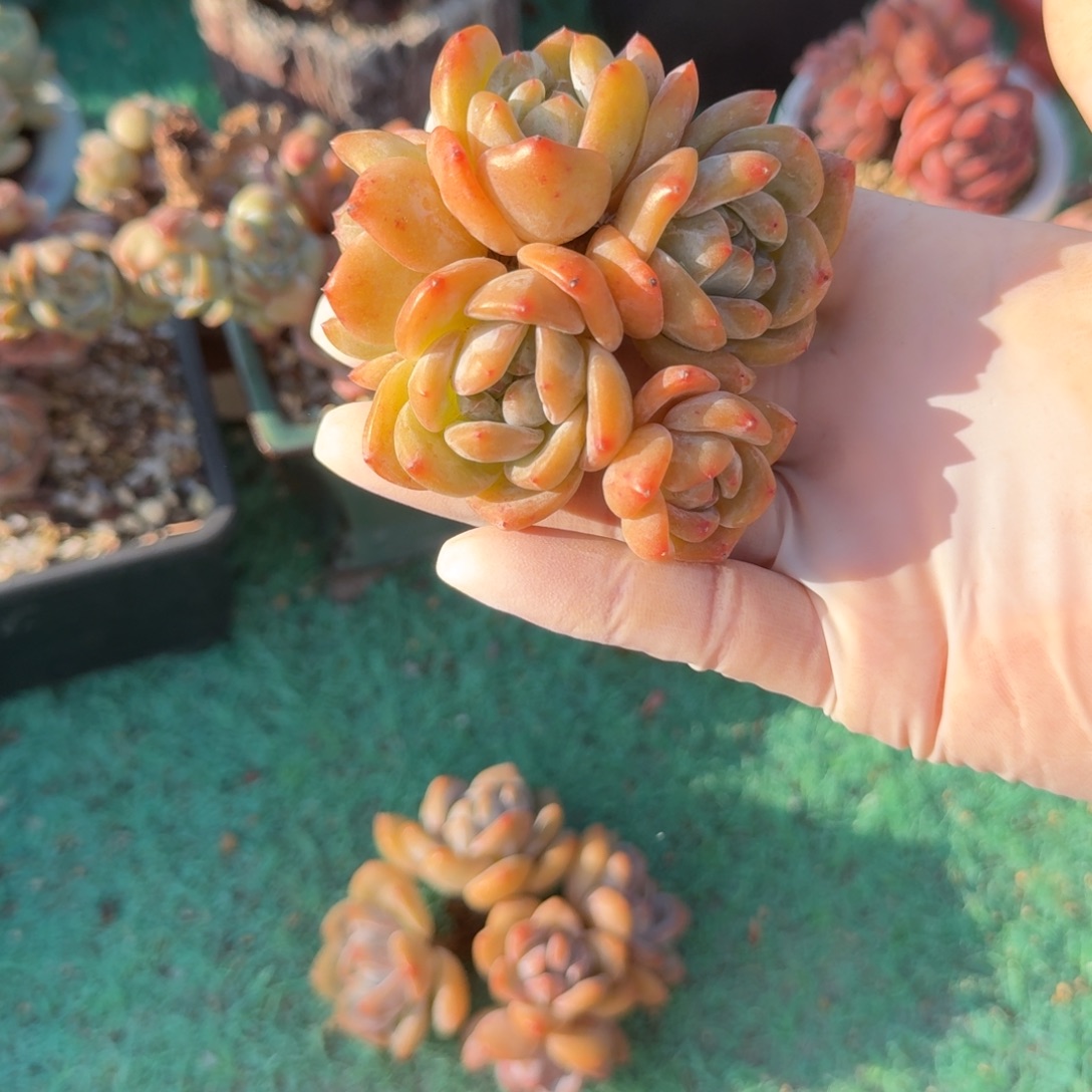 星影小朵朵群精品包邮