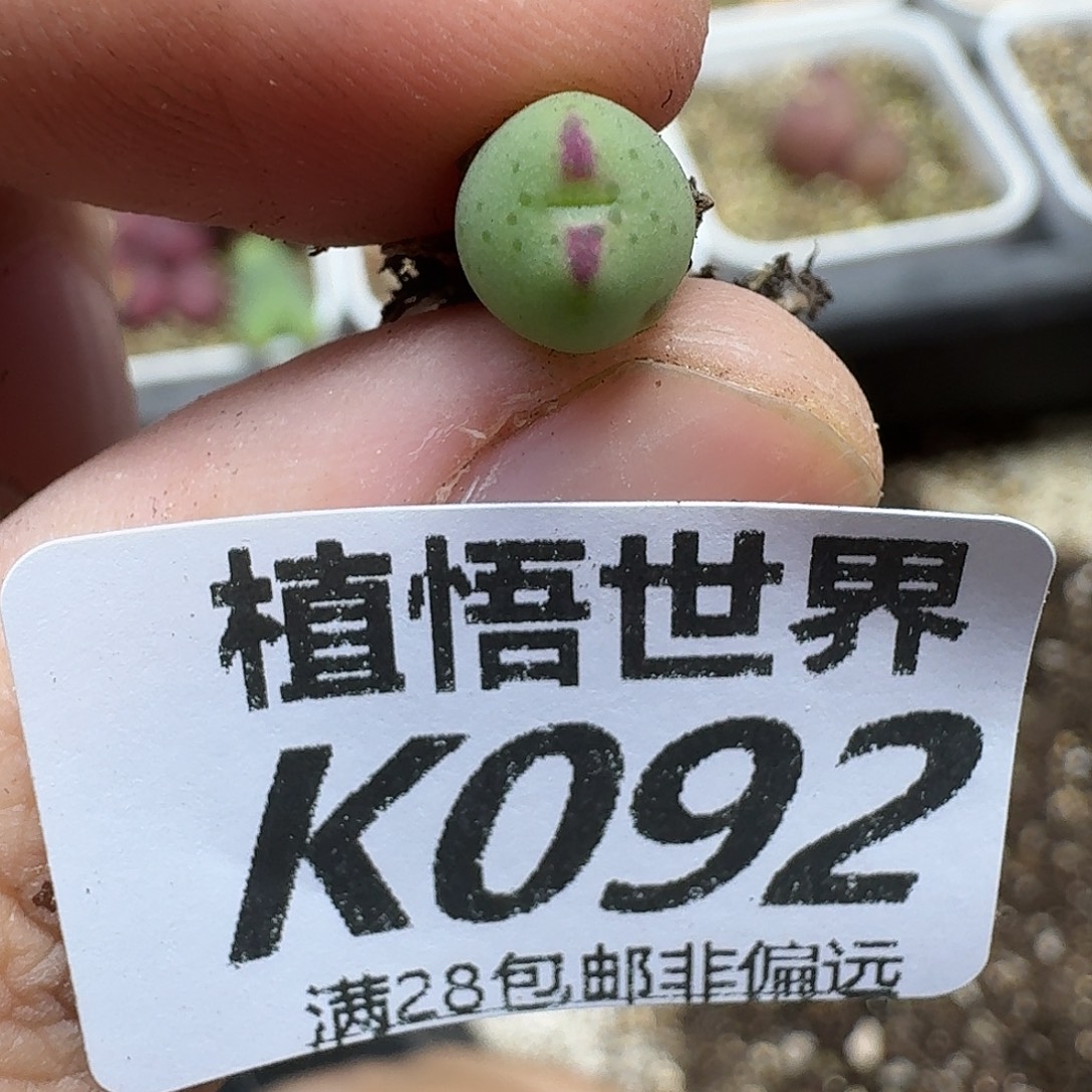 多肉植物的润泽fv