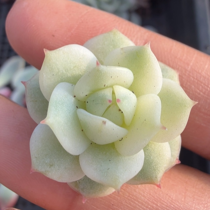 一颗静夜锦无根腹轮锦