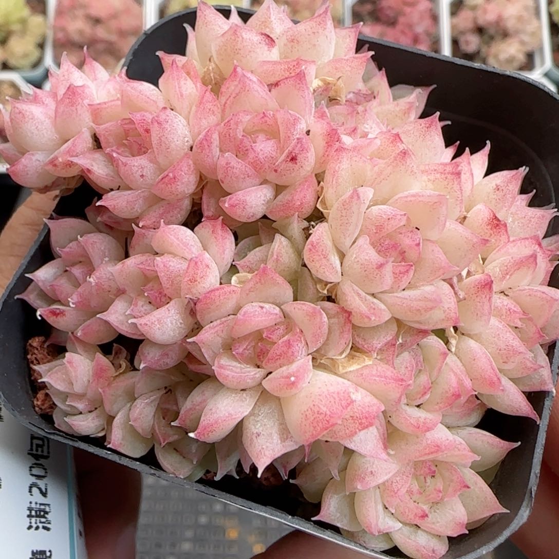 花语逸境0124-333散开播福利