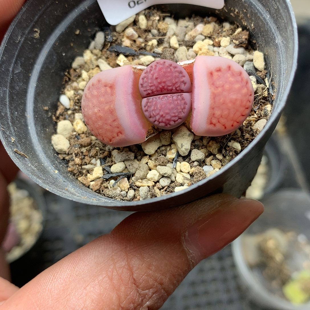 W92多肉植物保护研究所