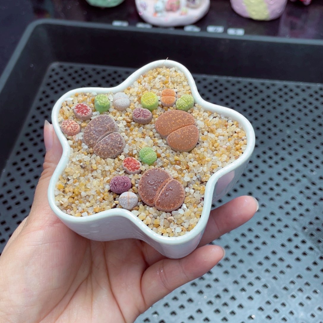 w2030 带盆土发货一物一拍