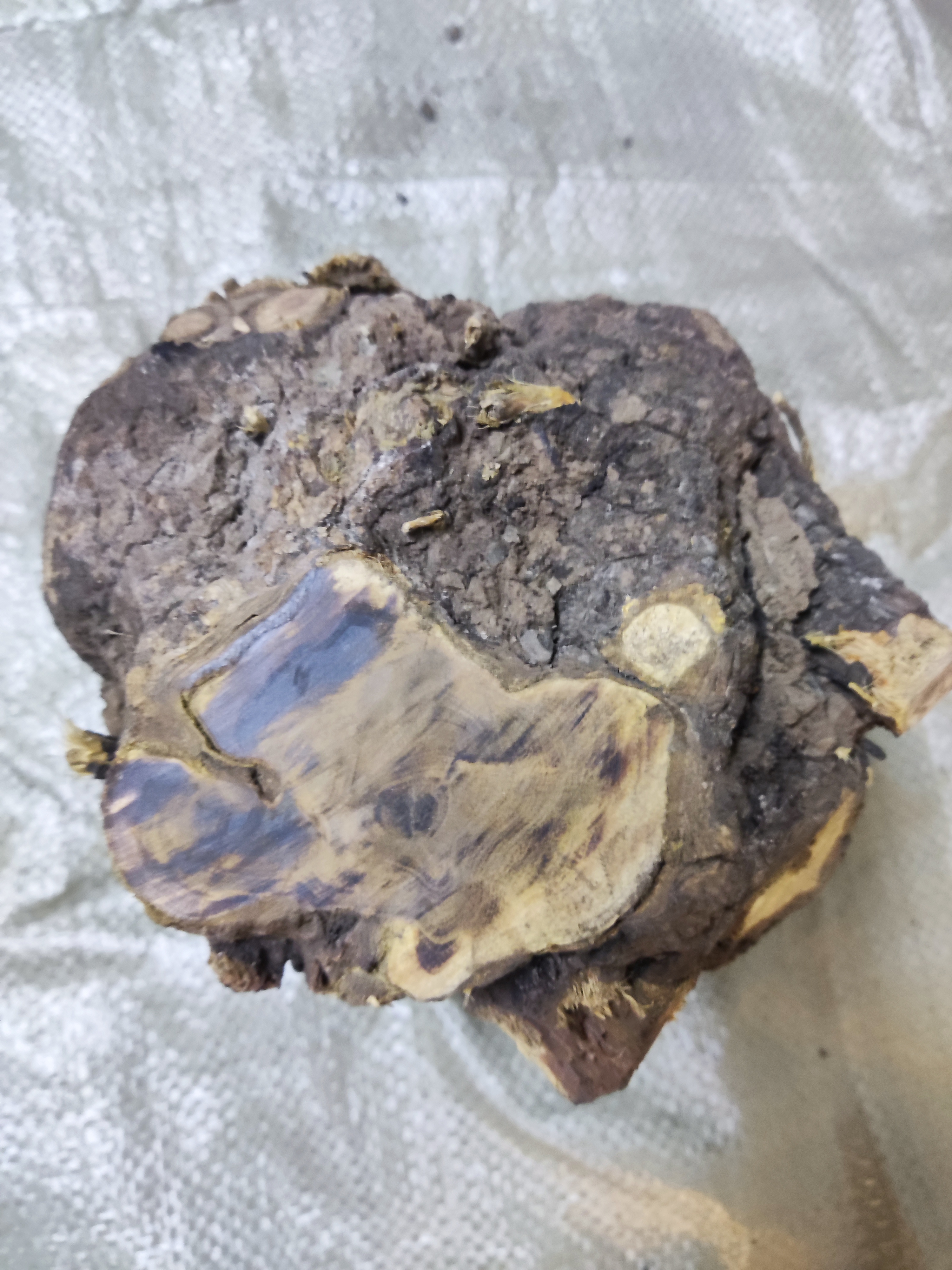 麻利疙瘩原料, 可做根雕,摆件,随型底座,原木木料