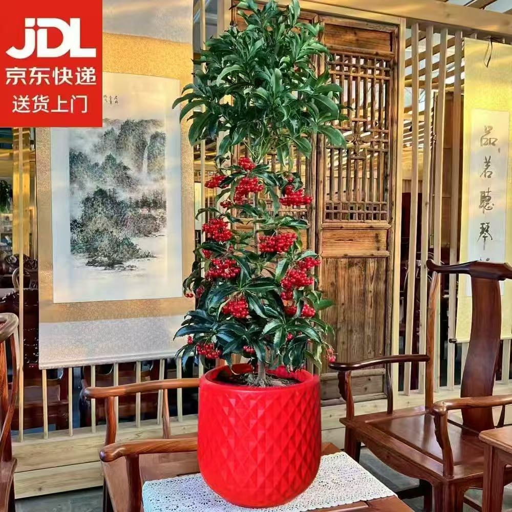 【京东上门】网红年宵花带加大红盆富贵籽70-80cm带盆新年喜庆绿植
