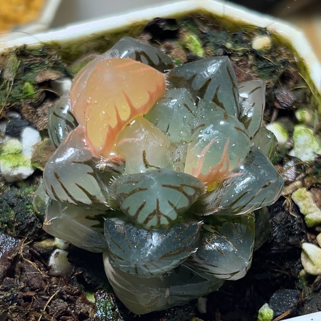 恭喜发财大吉大利508