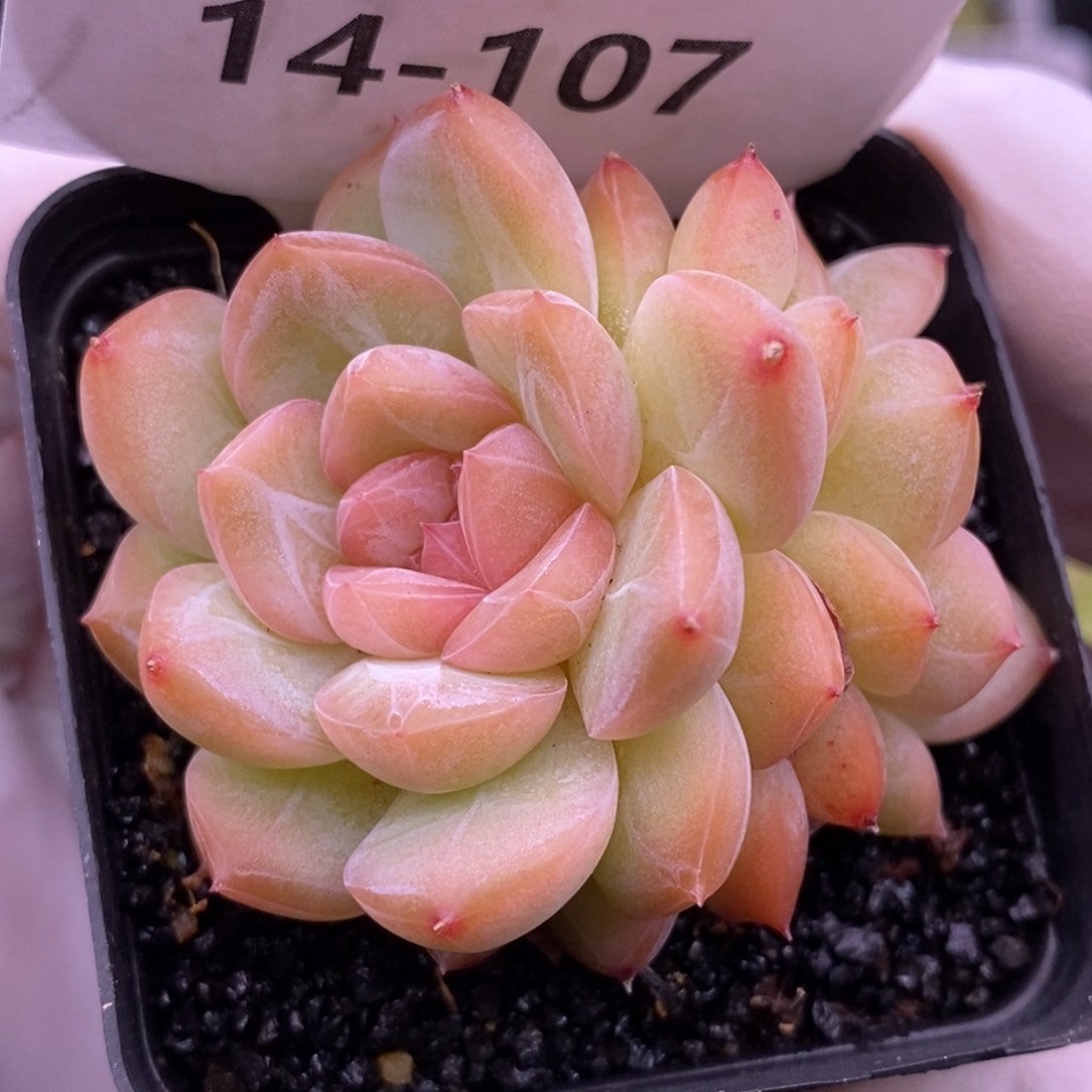 【闪购商品】14-107