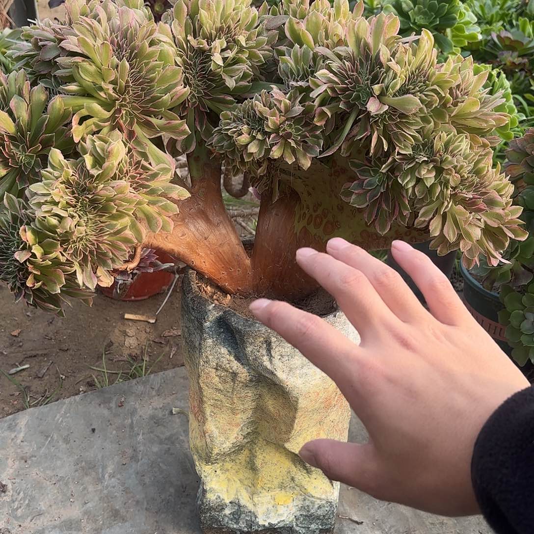 红陶哈哈哈哈哈哈