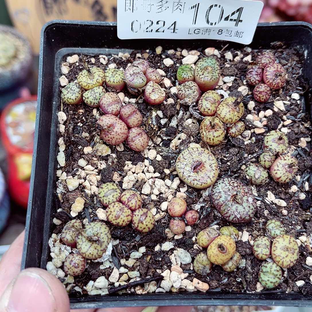 郎哥多少生石花24-104