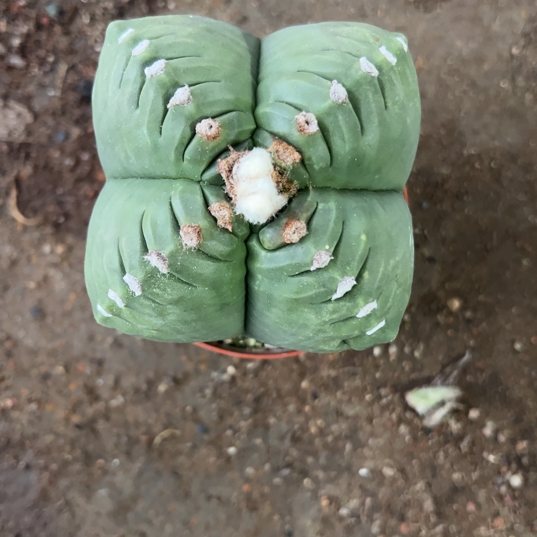 ****式实生龟甲鸾凤玉一物一拍