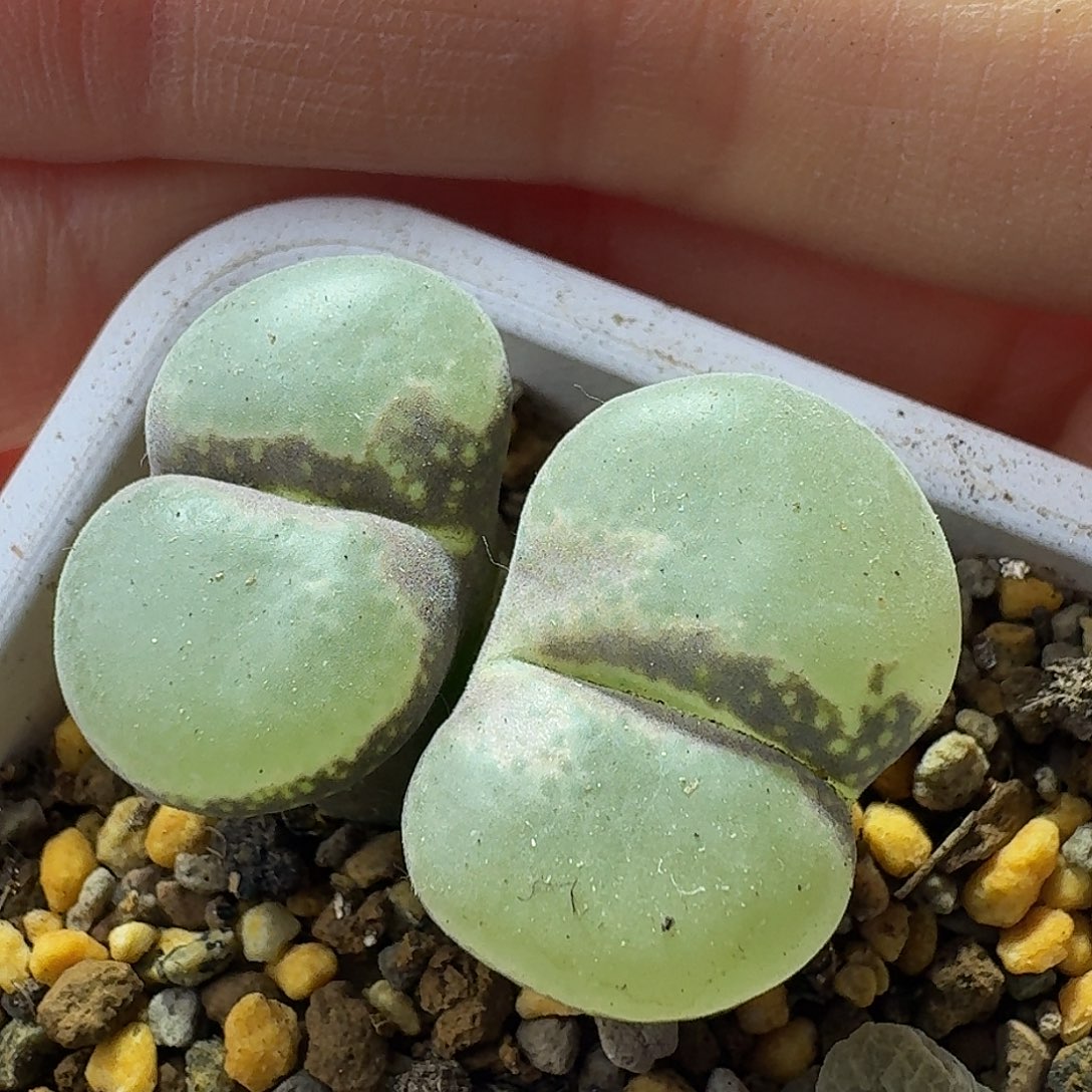 44号双头风铃一物一拍