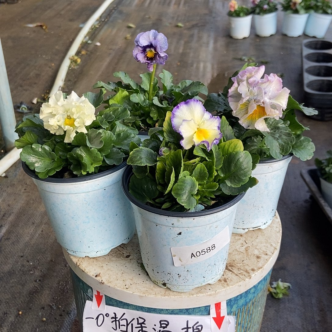 大部分花苞少量开放588