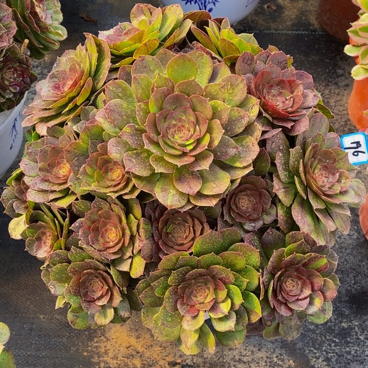 196花月夜多肉法师