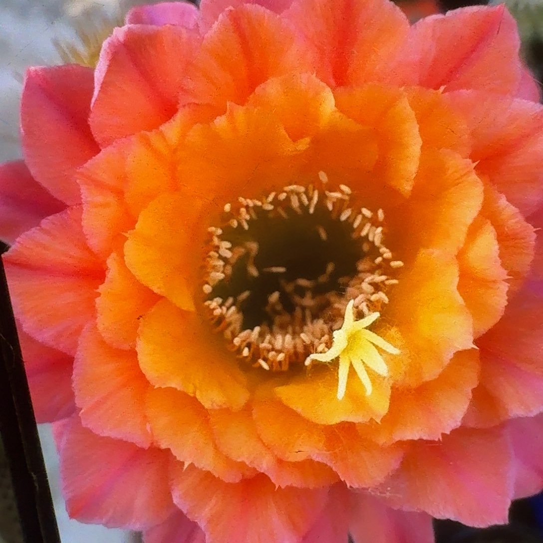 时光侧芽高7公分金妞