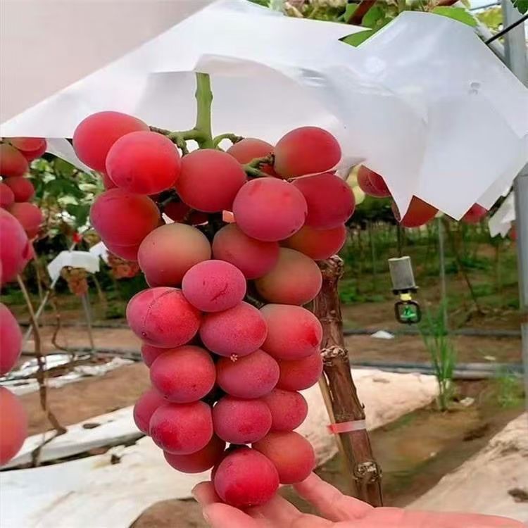 优质葡萄苗。盆栽地栽