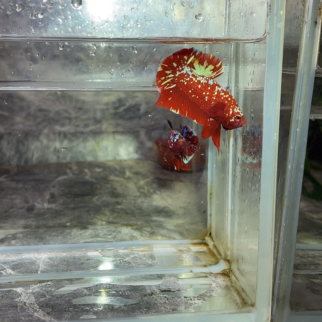 海水鱼育平斗鱼泰国斗鱼
