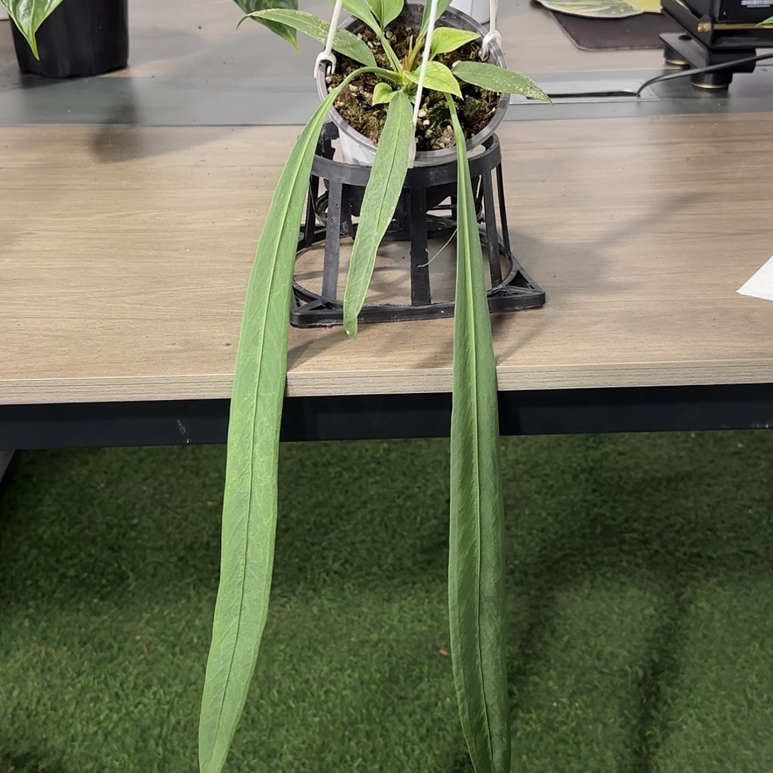 无花朵维他领带花烛