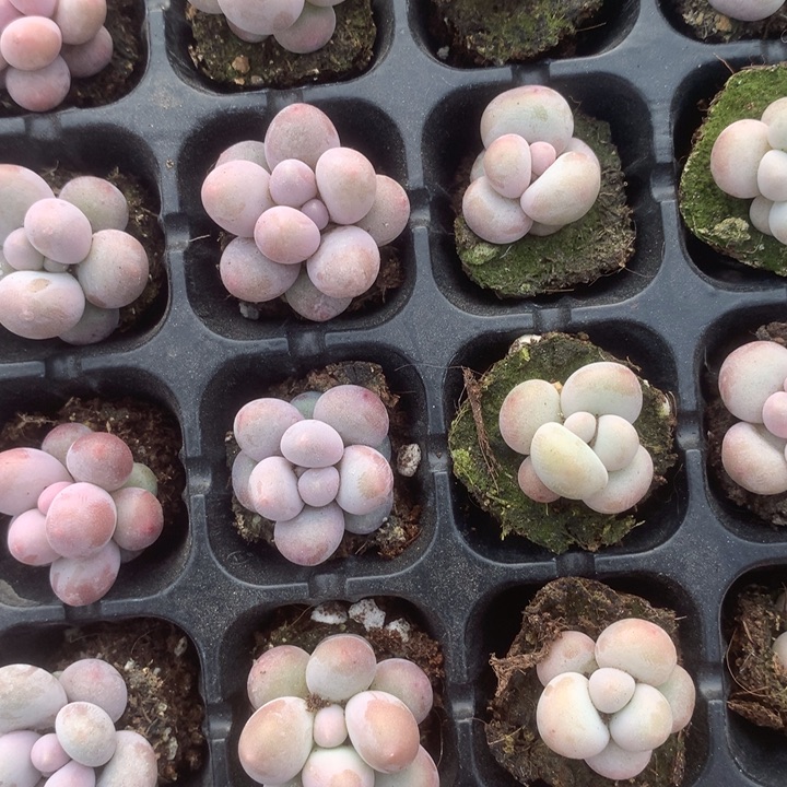 樱花奶5个。蛋黄5颗。 （满9.99包邮不满9.99发叶子）