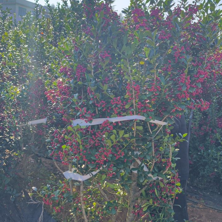 金玉满堂无刺枸骨