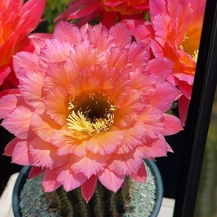 牛牛毛花柱5厘米起