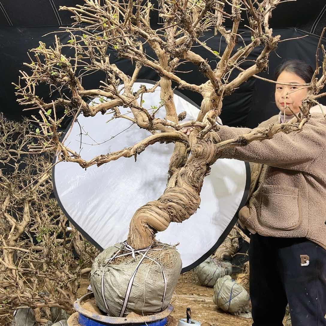 金银花的故事是一个人