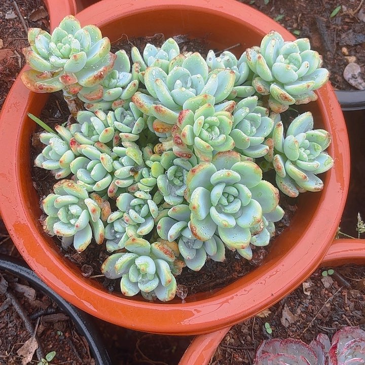 多肉植物。。。。。。。。。。。。