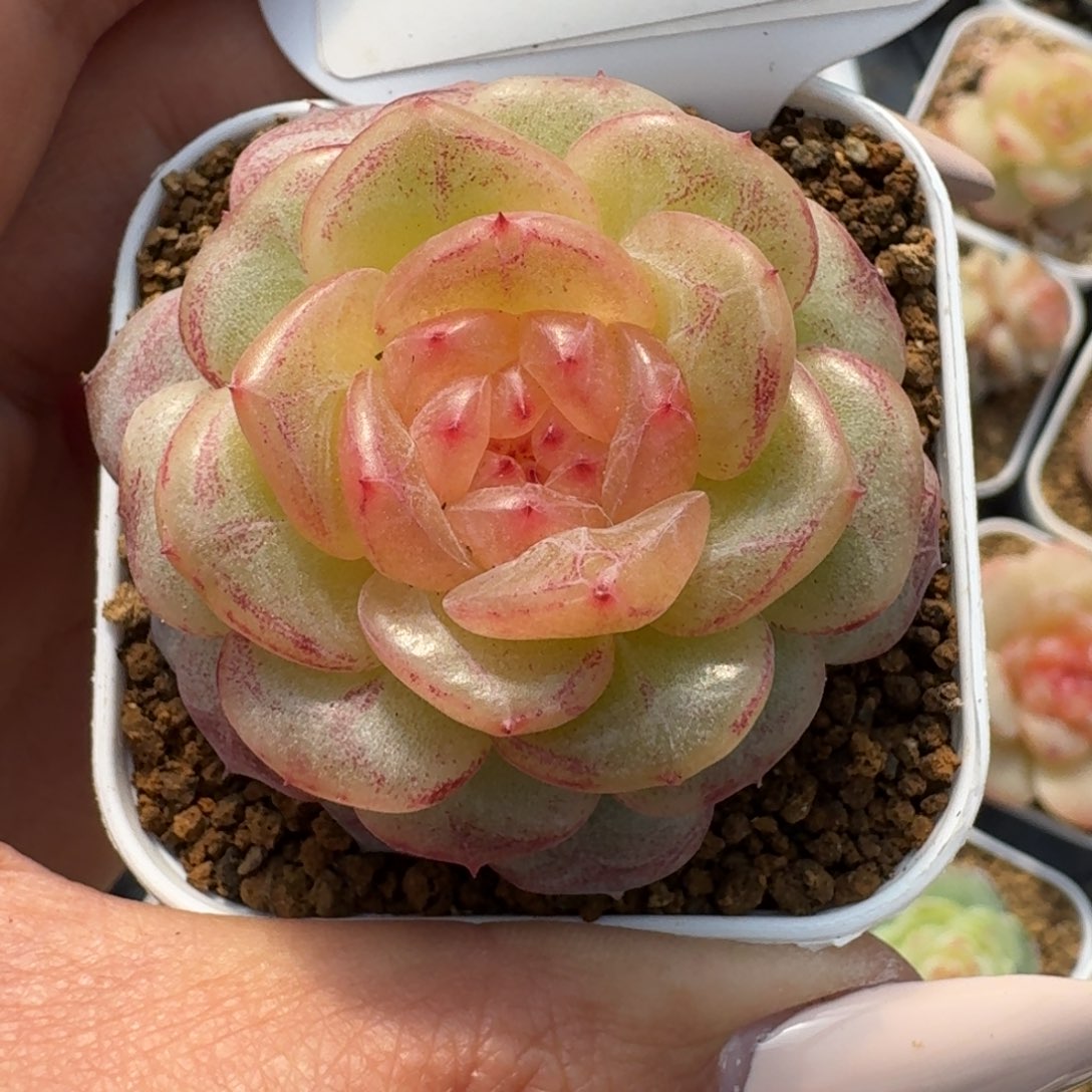 1201-95-芳草一单头