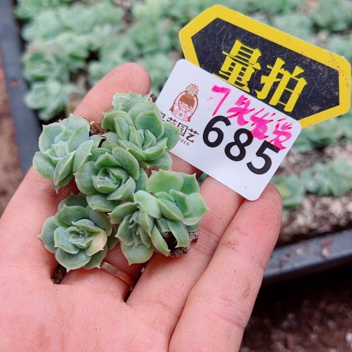 多肉植物多肉植物