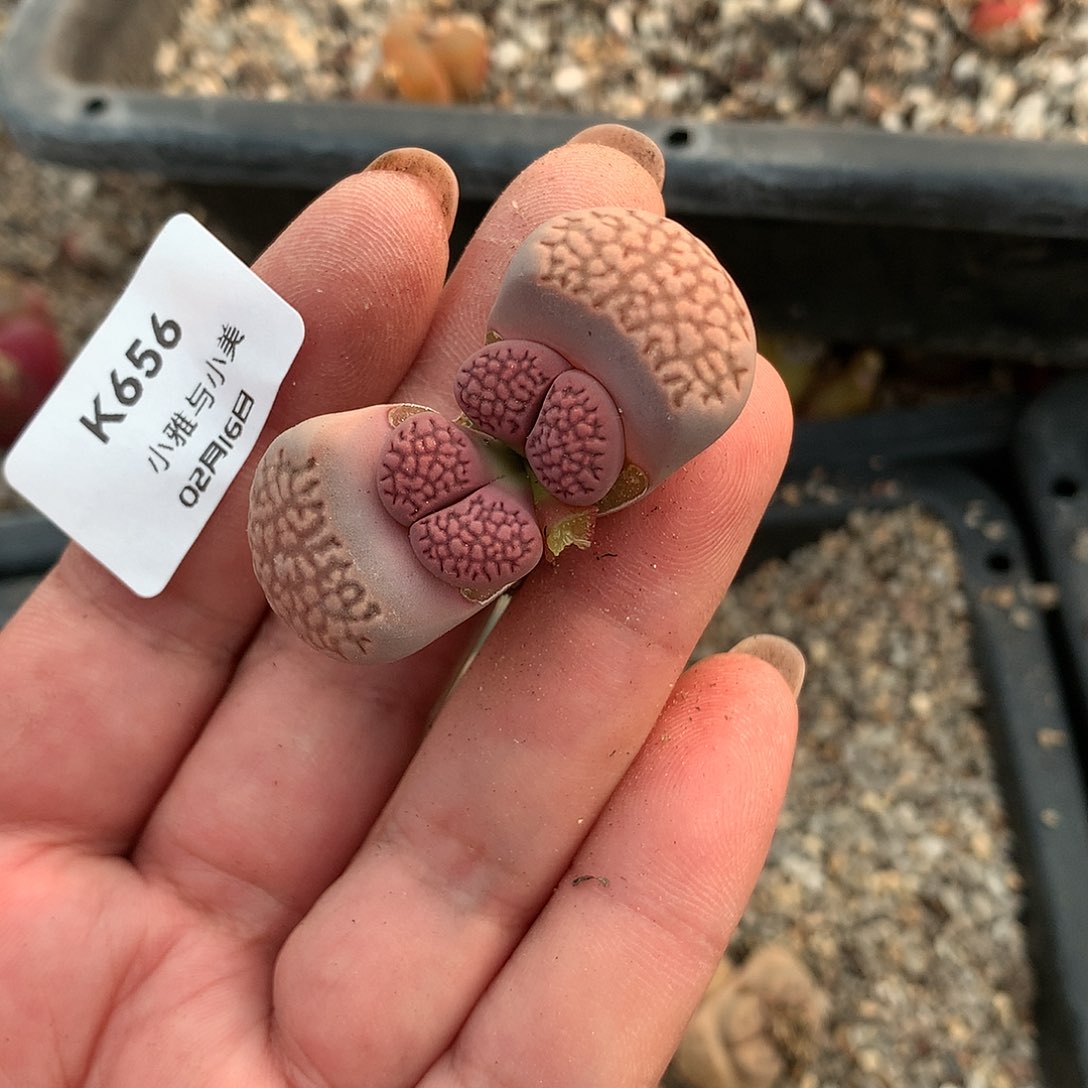 秋K656多肉植物保护