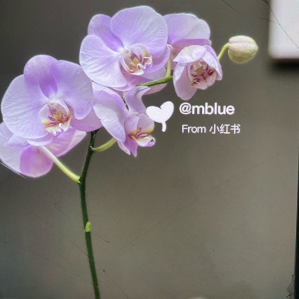 【夜来香】蝴蝶兰粉色中大花