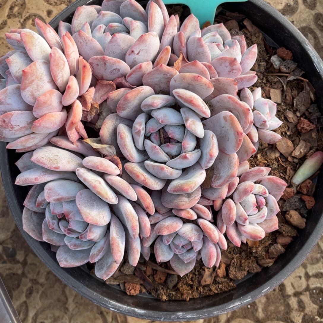 a***a星影多头群生153号