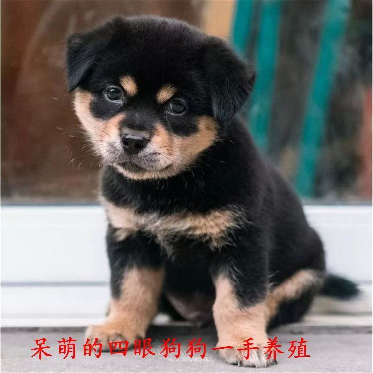 四眼铁中华田园犬混血活体狗狗看家护院好养可爱